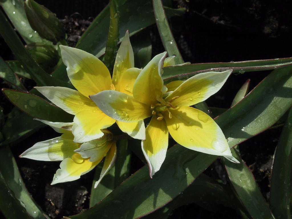 Tulipa tarda (Dasystemon) 01.jpg